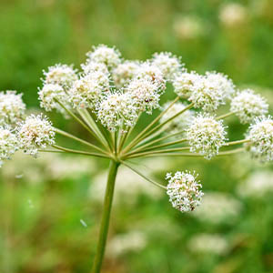Angelica