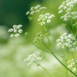 Anise